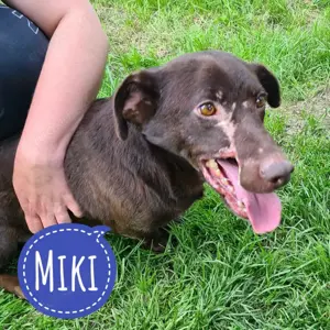 Miki, allerliebste Hundeseele mit der Schönheit im Herzen