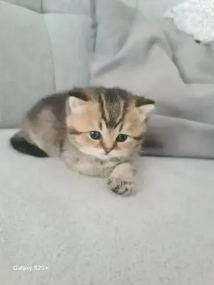 Bkh Kitten zu verkaufen 