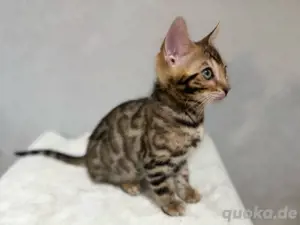 Wunderschöne Bengalkitten