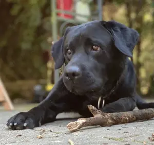 Labrador Rüde mit Stammbaum und Untersuchungen 