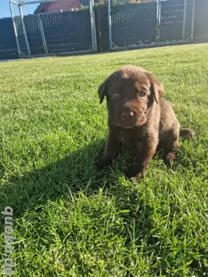 Wunderschöne Labradorwelpin (Hündinen) sucht ein zuhause