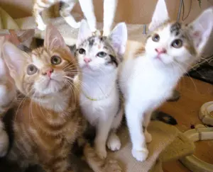 Noch 3 anhängliche, bunte Maine Coon- Mix Babys in XXL dürfen ausziehen