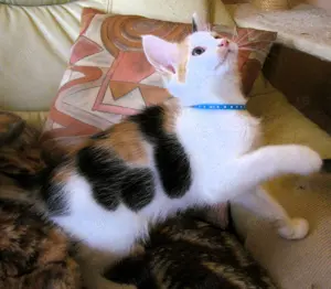 Nur noch 2 anhängliche, bunte Maine Coon- Mix Babys in XXL dürfen ausziehen Bild 2