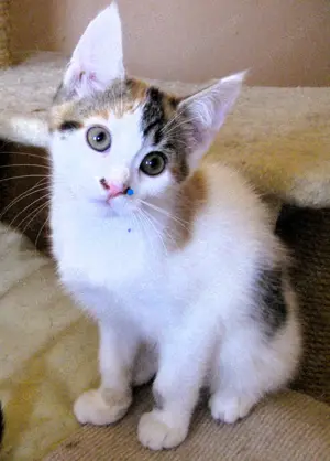 Süße, anhängliche Maine Coon- Mix Kitten in XXL, dürfen ausziehen