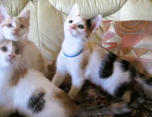 Nur noch 2 anhängliche, bunte Maine Coon- Mix Babys in XXL dürfen ausziehen Bild 5