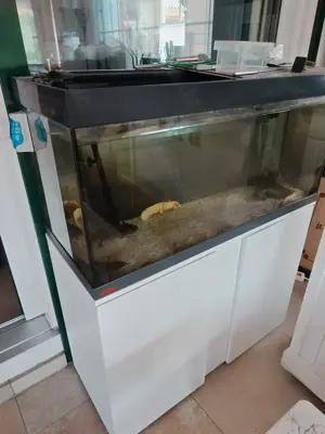 5 Axolotl mit Aquarium und Kühler abzugeben