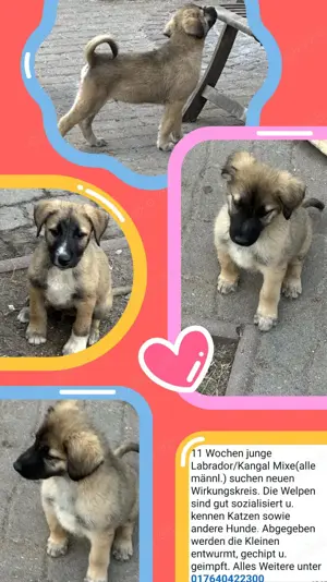 Kangal   Labrador Mixe