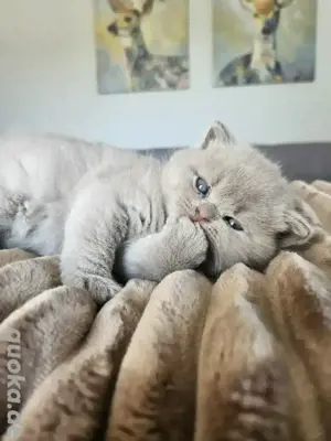 BKH Kitten mit Stammbaum 