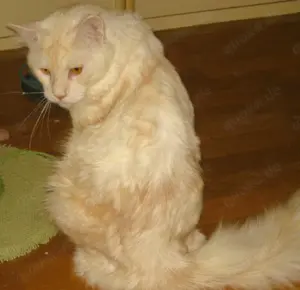 Nur noch 2 anhängliche, bunte Maine Coon- Mix Babys in XXL dürfen ausziehen Bild 9