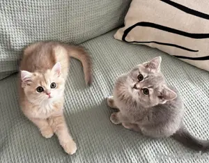 süße Katzen suchen ein neues Zuhause. Geimpft.  Bild 2