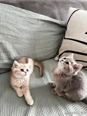 süße Katzen suchen ein neues Zuhause. Geimpft.  Bild 3