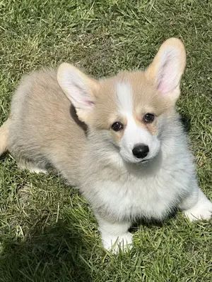 Welsh Corgi Pembroke   schöner Hund, FCI-Stammbaum