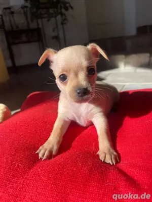 Mini Toy Terrier