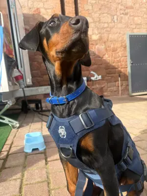 Ruhiger Dobermann sucht dringend ein neues liebevolles Zuhause 