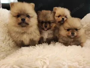  Süße Pomeranian Welpen A Wurf mit Ahnentafel.
