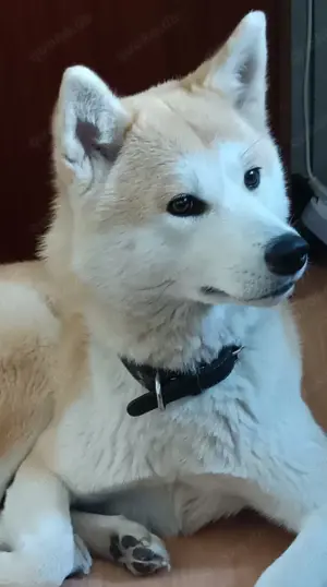 Huskita Hündin sucht ein neues zuhause