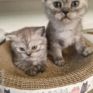 *2 süße BKH Kitten suchen ein neues Zuhause!** 2 süße BKH Kitten suchen ein neues Zuhause!* 