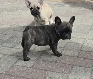 Französische Bulldoggen Welpen 