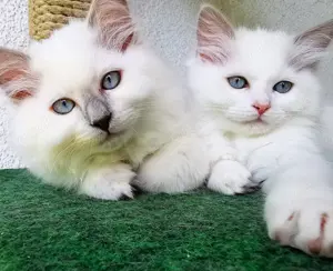 2 Bildhübsche Ragdoll Katern suchen ab 24.05 ein liebevolles Zuhause auf Lebenszeit