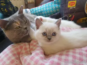 Britisch Kurzhaar   BKH Kitten