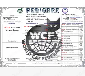 Deckkater, Devon-Rex in cenamonn Bild 7