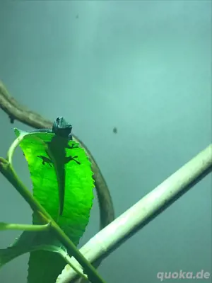 1.0 lygodactylus williamsi DNZ abzugeben 