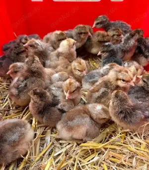 Bielefelder Kennhuhn Küken