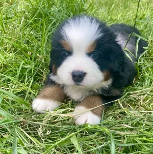 wunderschöne Berner Sennen Welpen 