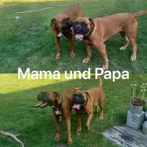  Boxerwelpen  gelb u und Hirsch rot 