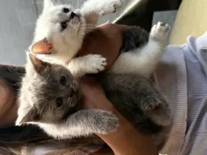 British Kurzhaar Kitten abzugeben (geschwister)