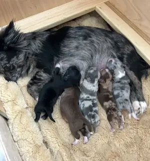 Traumhafte Chihuahua Hündin mit Ahnentafel  Bild 9