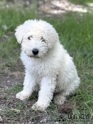 Hübscher Komondor Mischling Welpe Fregona