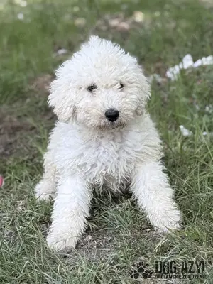 Hübscher Komondor Mischling Welpe Scopa