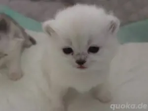 Britisch Kurzhaar Kitten Babies Stammbaum Katze BKH 