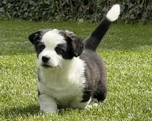 Rüde Welsh Corgi Cardigan FCI Stammbaum