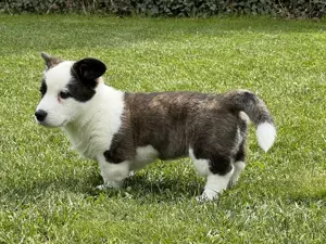 Welsh Corgi Cardigan Hündin,  FCI-Stammbaum (Polen) Bild 6