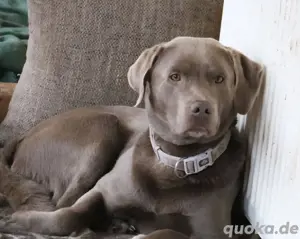 Labrador Rüde