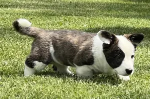 Welsh Corgi Cardigan Hündin,  FCI-Stammbaum (Polen) Bild 7