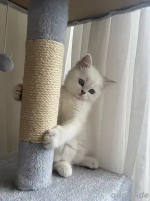 Drei süße BKH-Kitten zu verkaufen   Abgabe nach dem 13.05.25