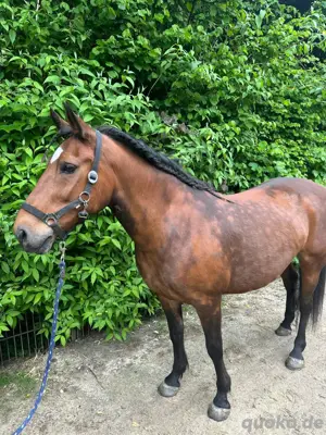Liebes Pony abzugeben 