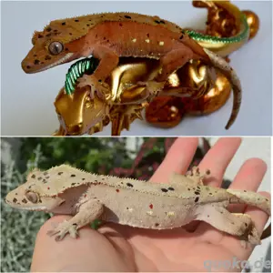 0.1 Red Inkspot Dalmatiner Kronengecko