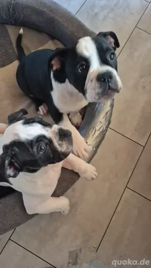 reinrassige old englisch bulldogge 
