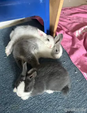 Biete Tierbetreuung und Gassi gehen