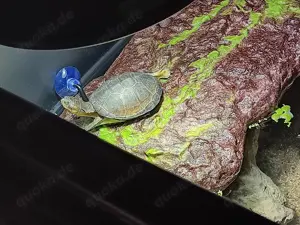 Wir nehmen eure Reptilien auf :-)
