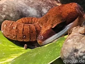 Fuchsgesichtsgecko Aeluroscalabotes dorsalis 1.2