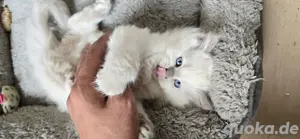 Birma Katze abzugeben 