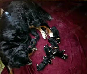 Bernersennen Hund  Welpen auf der Suche nach ihrem neuen Paradies 