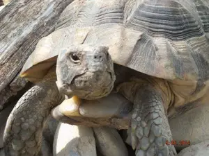 Testudo Marginata Nachzuchten Breitrandschildkröten 