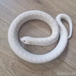 Adultes Weibchen: Snow (2022), Hakennasennatter,  Hognose