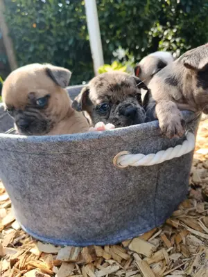 Französische Bulldogge Mix Welpen